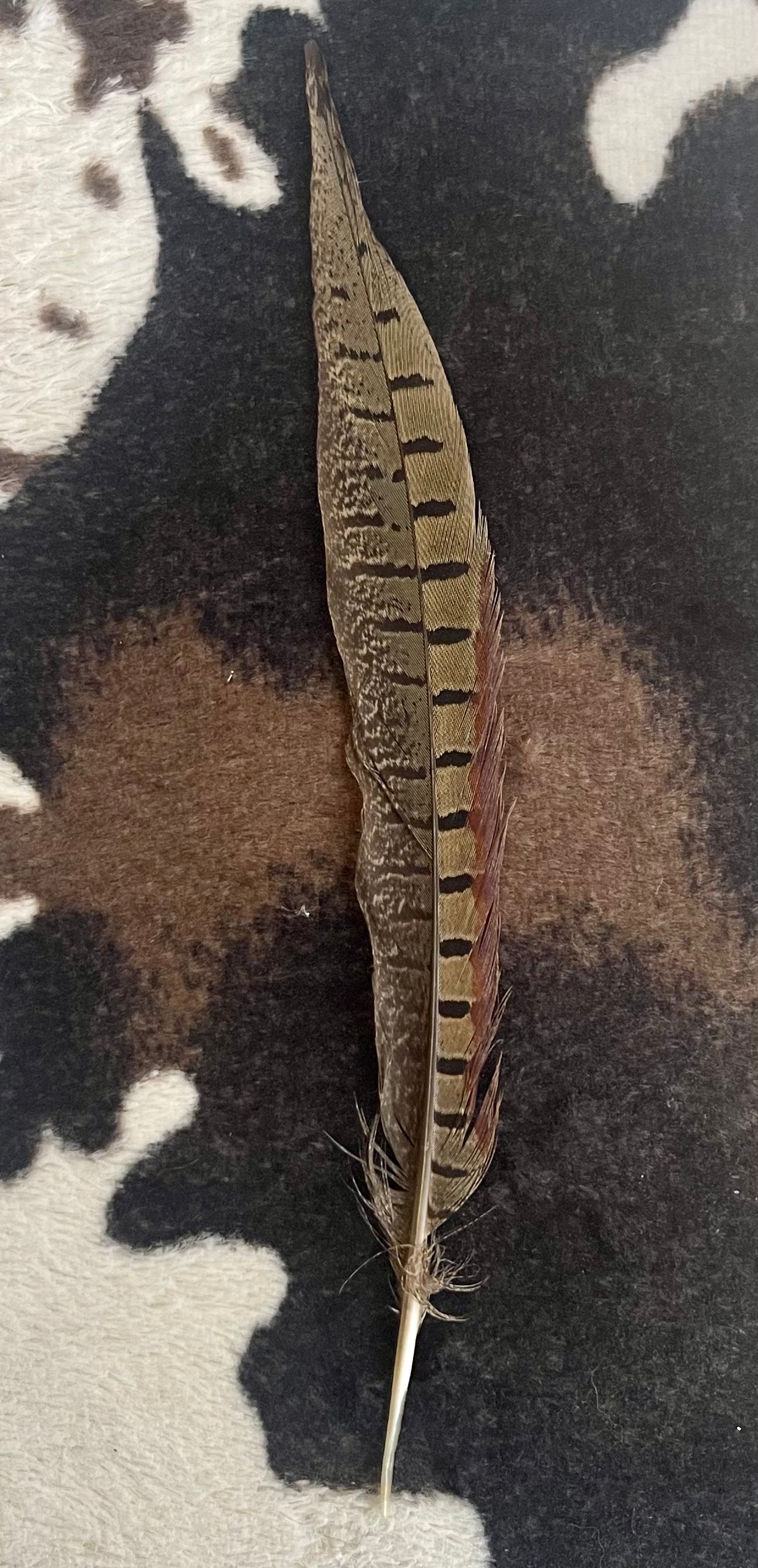 Hat Feathers