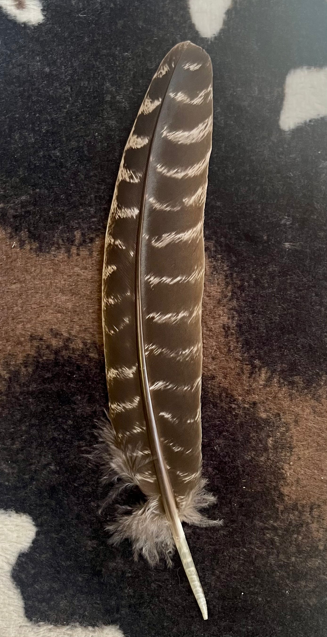 Hat Feathers
