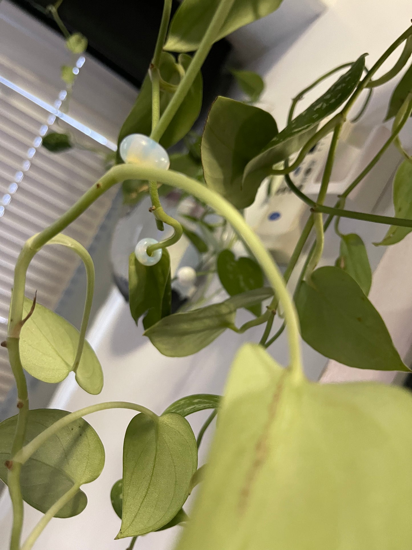 Crystal Plant/Dread Decorations