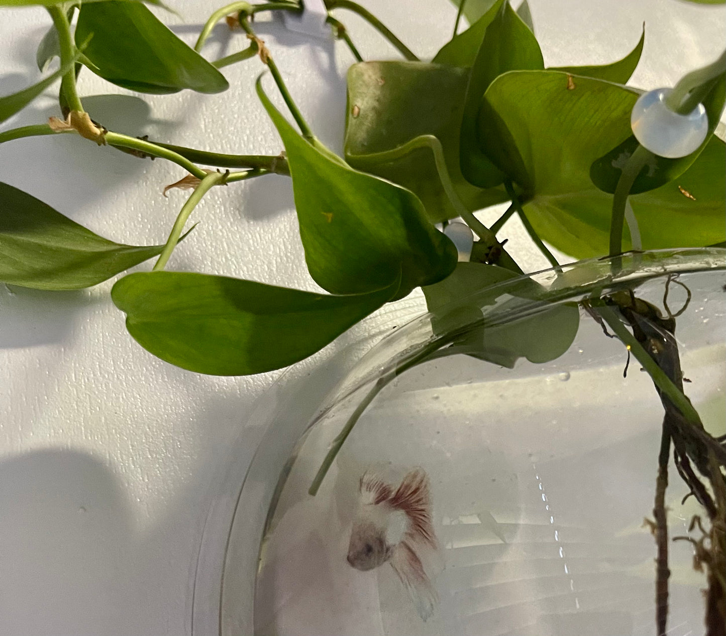 Crystal Plant/Dread Decorations